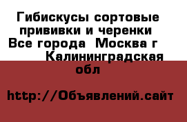 Гибискусы сортовые, прививки и черенки - Все города, Москва г.  »    . Калининградская обл.